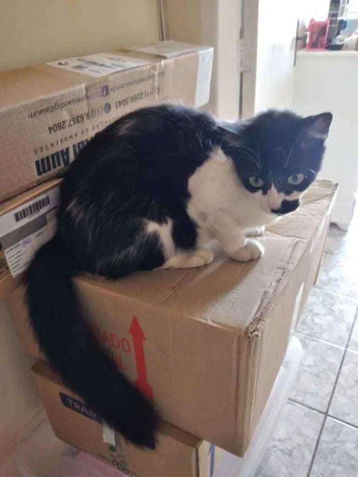Gato ra a Comum idade 2 a 6 meses nome Kiko