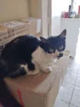 Kiko