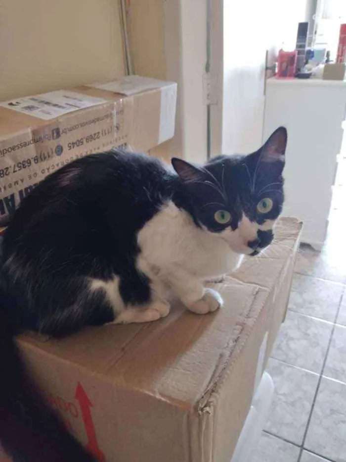 Gato ra a Comum idade 2 a 6 meses nome Kiko