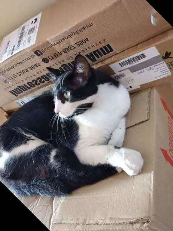 Gato ra a Comum idade 2 a 6 meses nome Kiko
