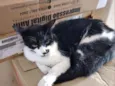 Kiko