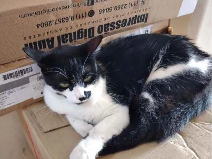 Gato ra a Comum idade 2 a 6 meses nome Kiko
