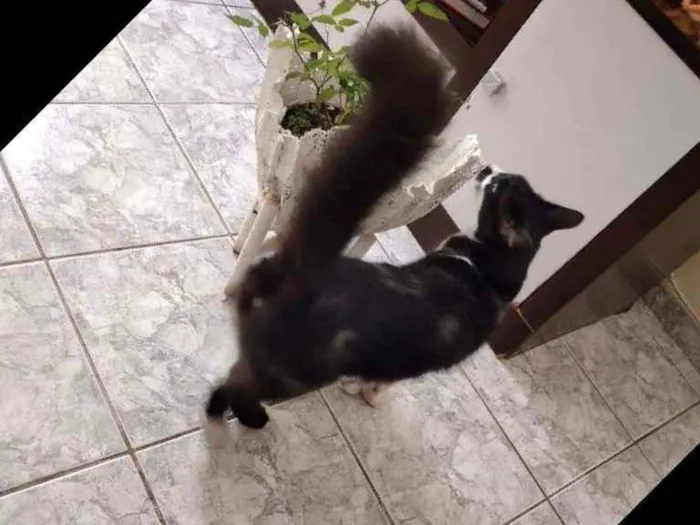 Gato ra a Comum idade 2 a 6 meses nome Kiko