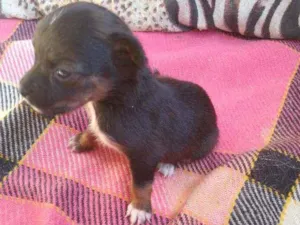 Cachorro raça Viralata idade 2 a 6 meses nome Lilica, 