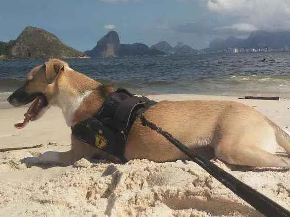 Cachorro ra a Vira Lata idade 7 a 11 meses nome Shark