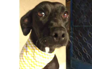 Cachorro raça SRD idade 3 anos nome Baruk