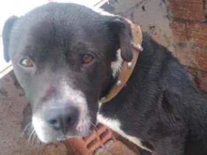 Cachorro raça Misturado com Pit Bull idade 3 anos nome Marley