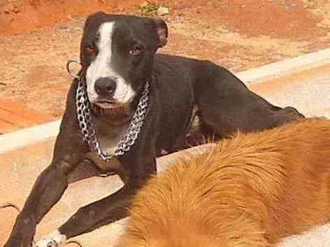 Cachorro ra a Misturado com Pit Bull idade 1 ano nome Akira