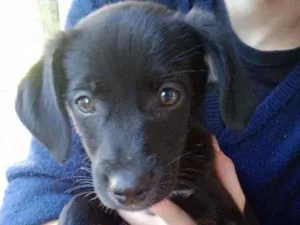 Cachorro raça SRD-ViraLata idade Abaixo de 2 meses nome FILHOTES