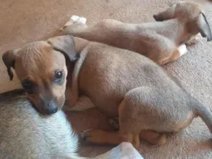 Cachorro raça vira lata idade 2 a 6 meses nome sem nome