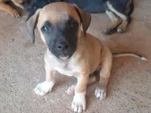 Cachorro raça ViraLata idade 2 a 6 meses nome sem nome