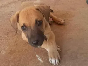 Cachorro raça SRD-ViraLata idade 2 a 6 meses nome sem nome
