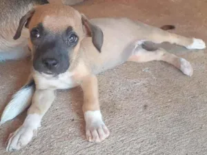 Cachorro raça SRD-ViraLata idade 2 a 6 meses nome sem nome