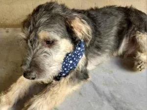 Cachorro raça SRD idade 2 a 6 meses nome Luke