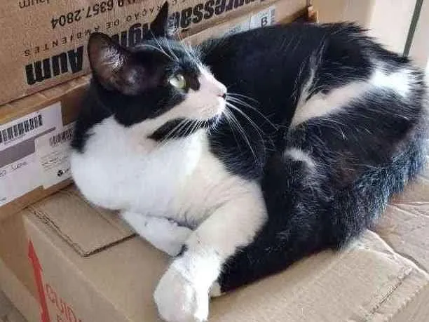 Gato ra a Comum idade 2 a 6 meses nome Kiko
