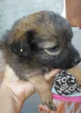 Cachorro raça SRD-ViraLata idade 2 a 6 meses nome Femea01