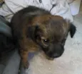 Cachorro raça SRD-ViraLata idade 2 a 6 meses nome Femea01