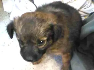 Cachorro raça SRD-ViraLata idade 2 a 6 meses nome Femea01
