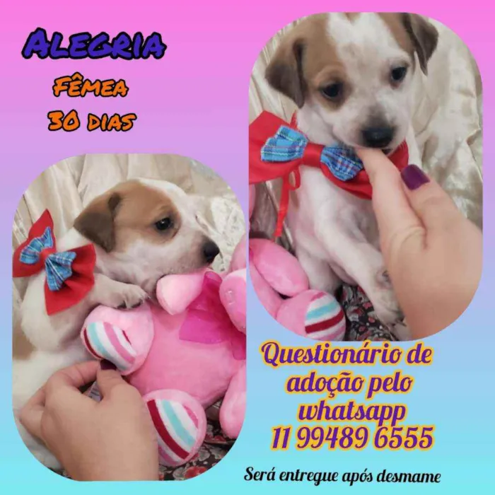 Cachorro raça Srd idade Abaixo de 2 meses nome Alegria