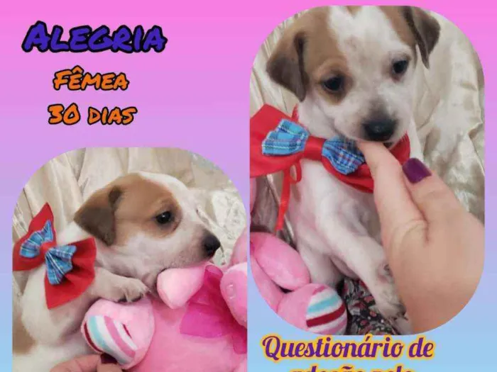 Cachorro raça Srd idade Abaixo de 2 meses nome Alegria