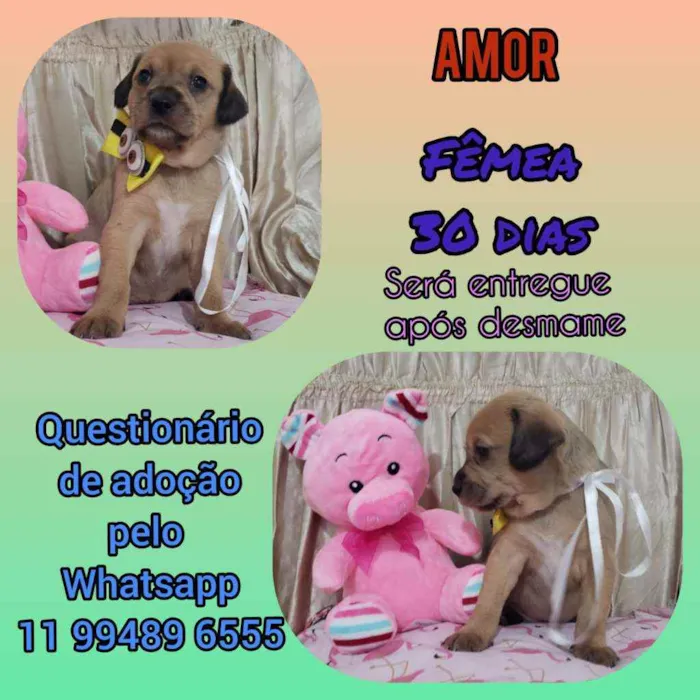 Cachorro raça Srd idade Abaixo de 2 meses nome Amor
