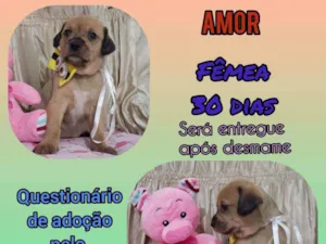 Cachorro raça Srd idade Abaixo de 2 meses nome Amor