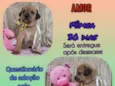 Cachorro raça Srd idade Abaixo de 2 meses nome Amor