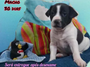 Cachorro raça Srd idade Abaixo de 2 meses nome Apego