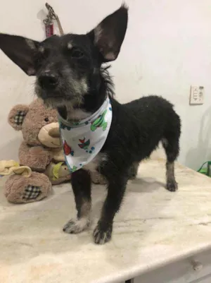 Cachorro raça Srd idade 7 a 11 meses nome LIPPE