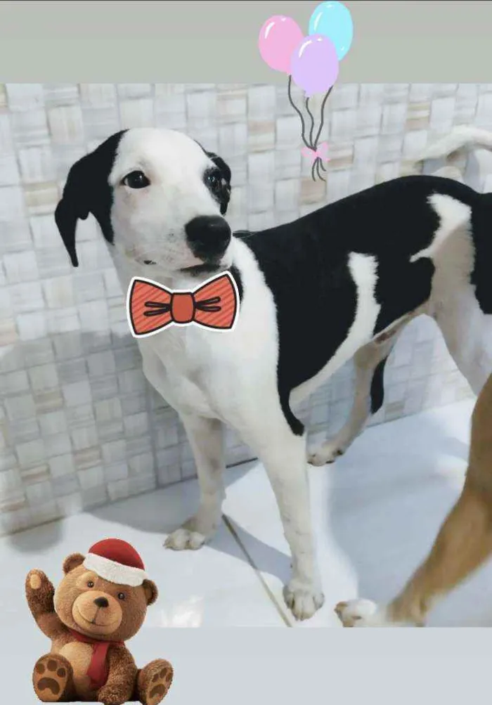 Cachorro ra a Srd idade 7 a 11 meses nome LIPPE