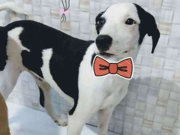 Cachorro ra a Srd idade 7 a 11 meses nome LIPPE