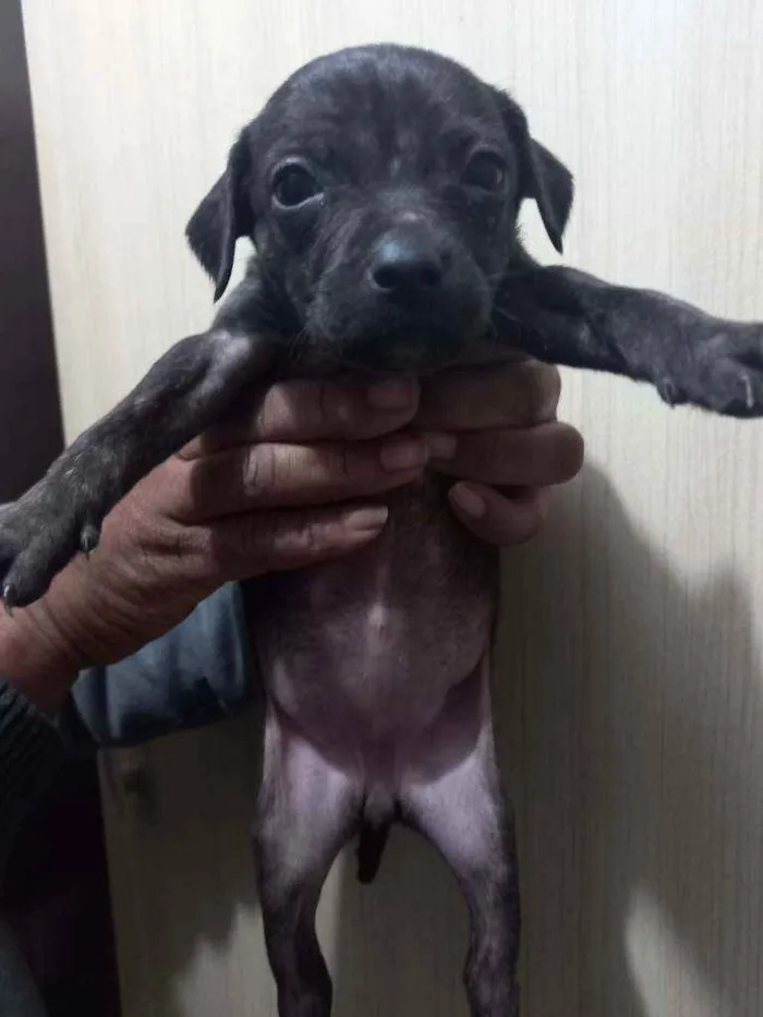 Cachorro ra a Sem raça definida idade Abaixo de 2 meses nome Sem nomes