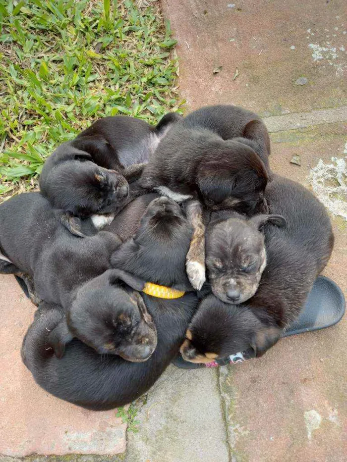 Cachorro ra a Sem raça definida idade Abaixo de 2 meses nome Sem nomes