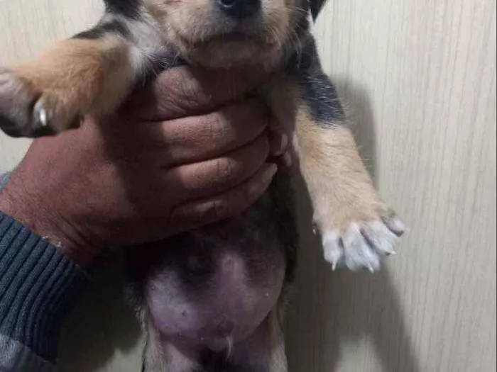 Cachorro ra a Sem raça definida idade Abaixo de 2 meses nome Sem nomes