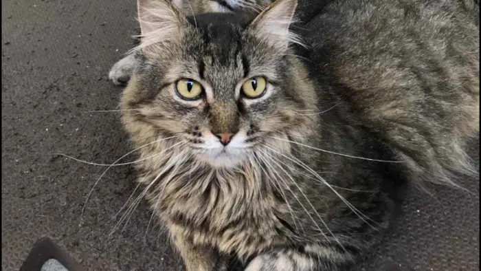 Gato raça SRD idade 5 anos nome Vitório