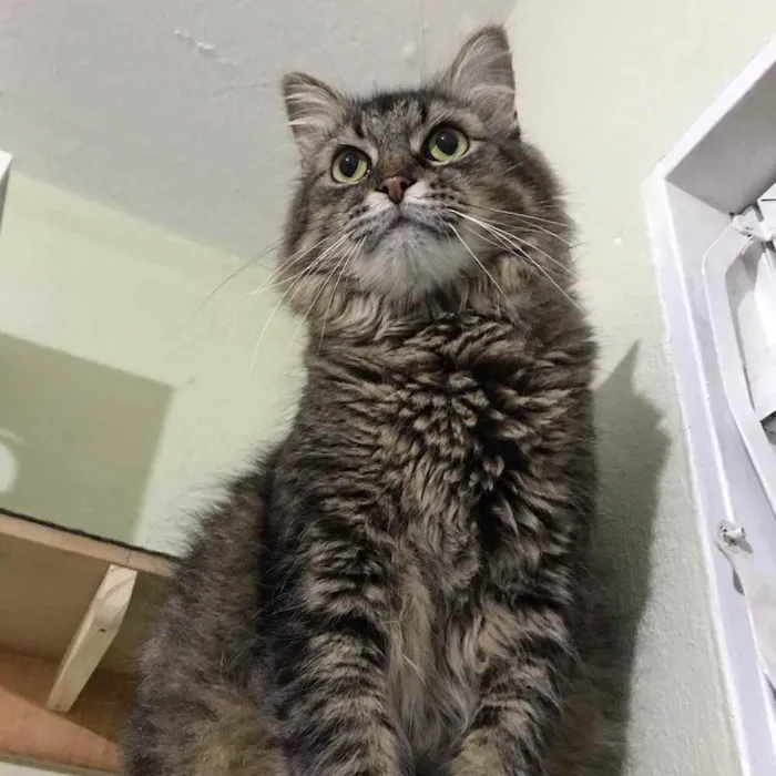 Gato raça SRD idade 5 anos nome Vitório