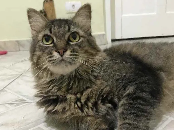 Gato raça SRD idade 5 anos nome Vitório