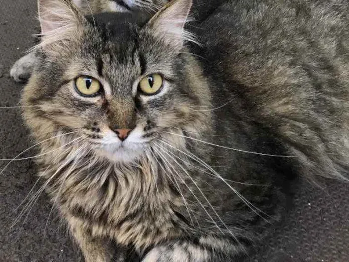 Gato raça SRD idade 5 anos nome Vitório