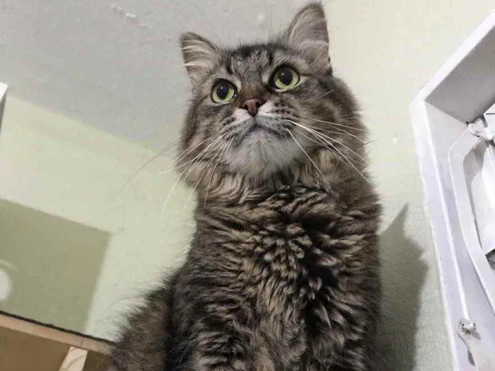 Gato raça SRD idade 5 anos nome Vitório