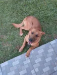 Trovão