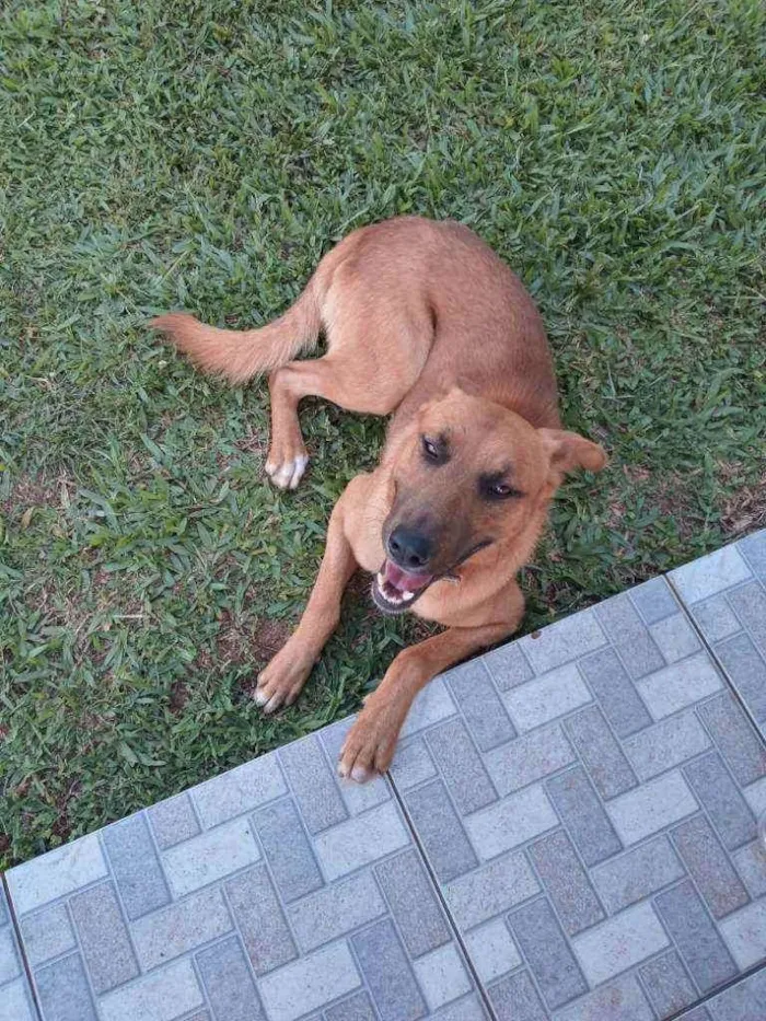Cachorro raça Labrador com pastor alemão idade 2 anos nome Trovão