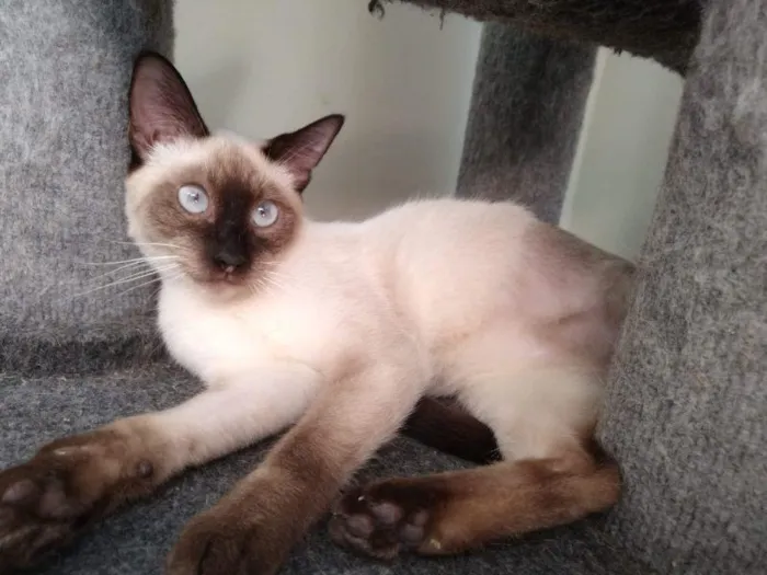 Gato raça SRD-ViraLata idade 2 anos nome Shazan