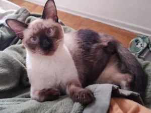 Gato raça SRD-ViraLata idade 2 anos nome Shazan