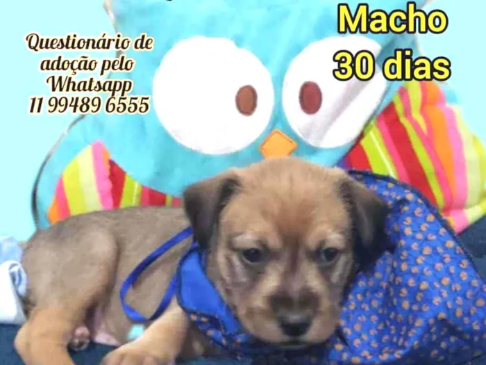 Cachorro raça Srd idade Abaixo de 2 meses nome Aventureiro