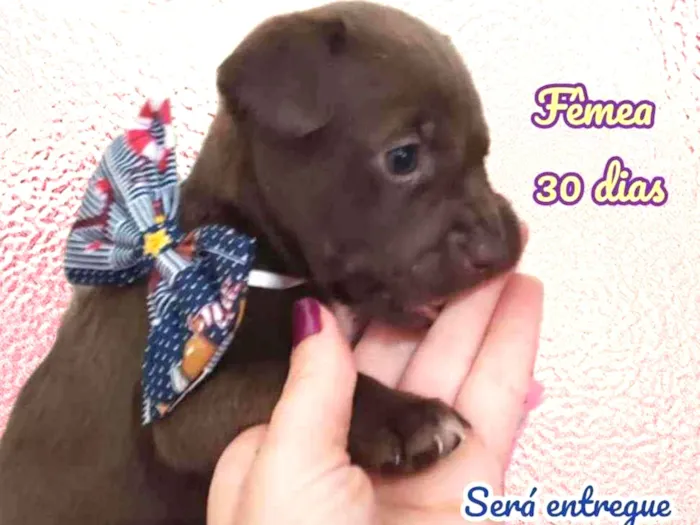 Cachorro raça Srd idade Abaixo de 2 meses nome Atrevida