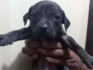 Cachorro raça Sem raça definida idade Abaixo de 2 meses nome Sem nomes