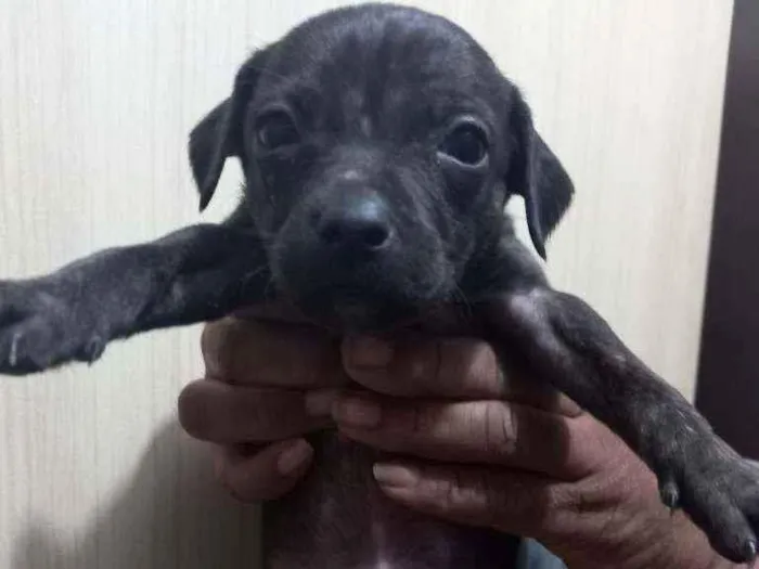 Cachorro ra a Sem raça definida idade Abaixo de 2 meses nome Sem nomes