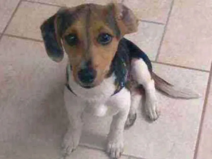 Cachorro ra a Mistura de beagle e terrier idade 2 a 6 meses nome Théo 