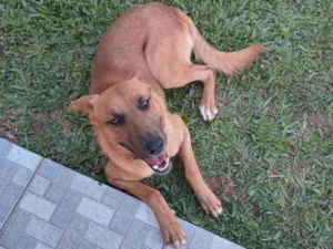 Cachorro raça Labrador com pastor alemão idade 2 anos nome Trovão