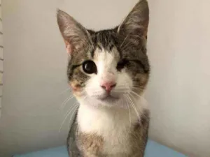 Gato raça SRD  idade 2 a 6 meses nome Rubi 